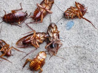 what temperature kills roaches