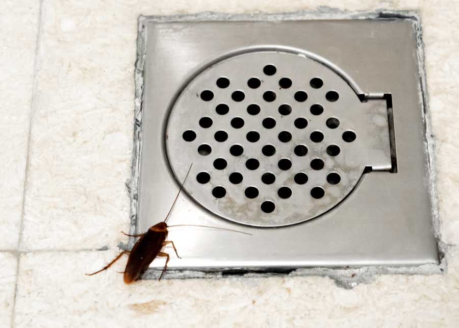 where do cockroaches come from drains