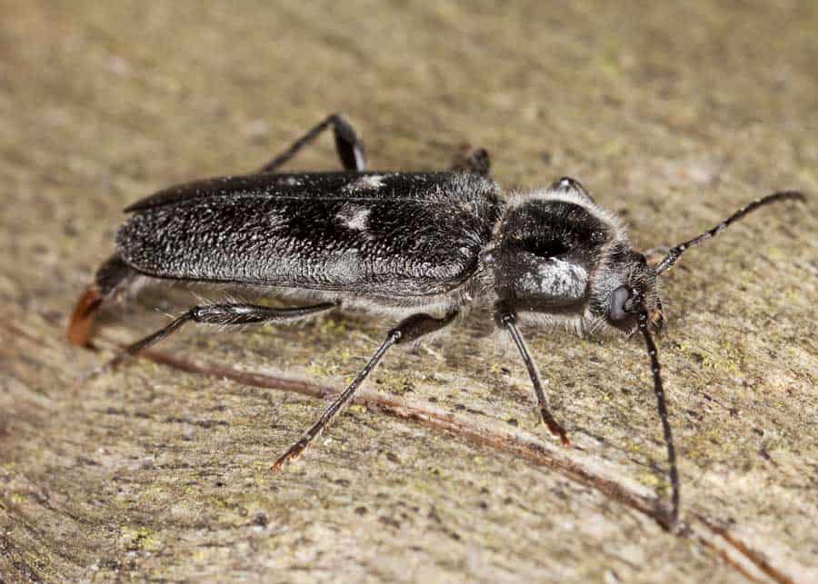 wood borer beetle looks like roach