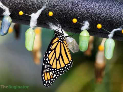 monarch butterfly supplies