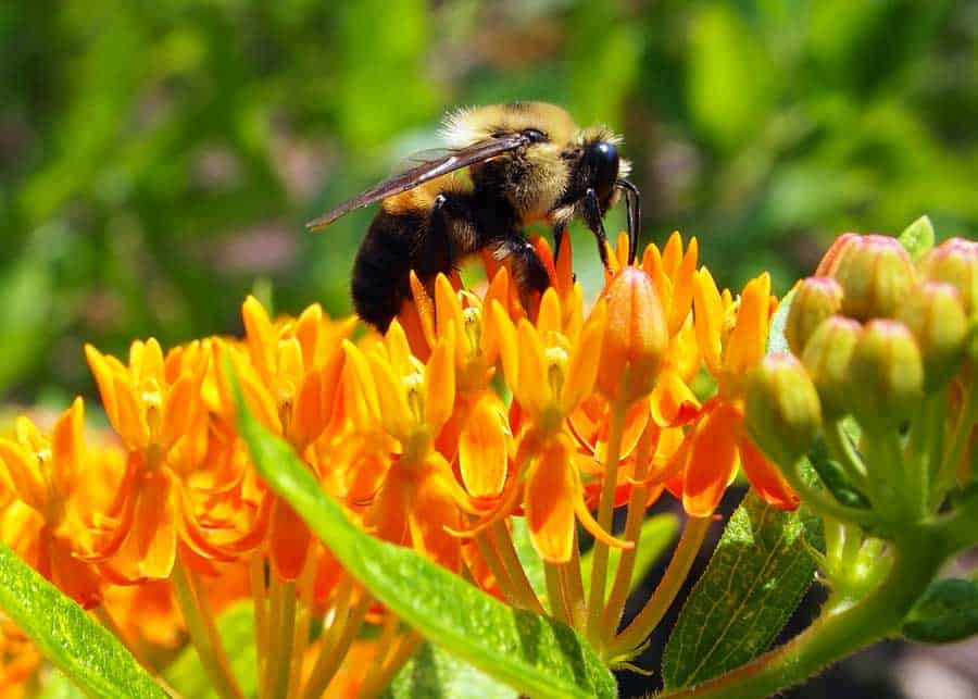 bee feeding on milkweed nectar
