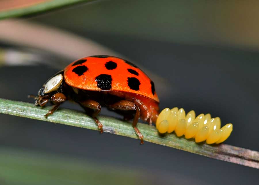 does a ladybug go through complete metamorphosis