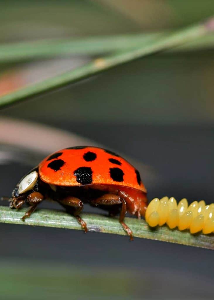 ladybug laying eggs