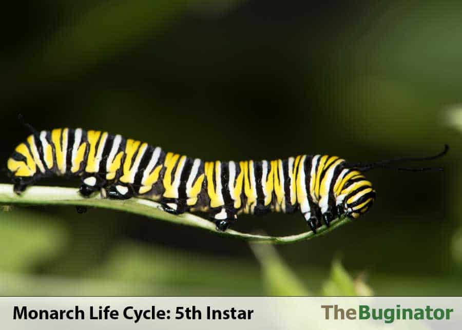 monarch 5th instar