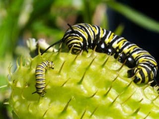 monarch caterpillar instars