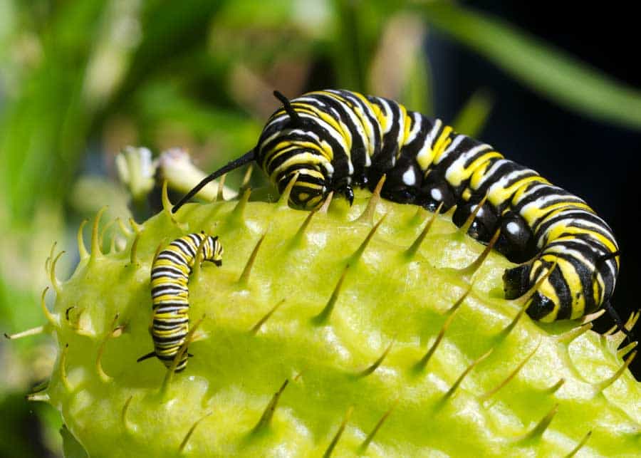 monarch caterpillar instars