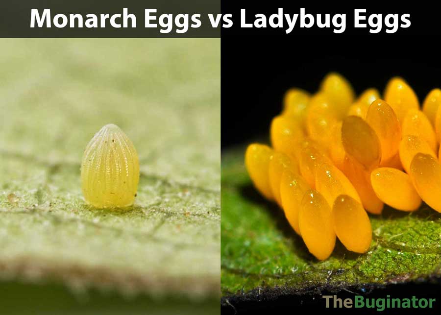 monarch eggs vs ladybug eggs