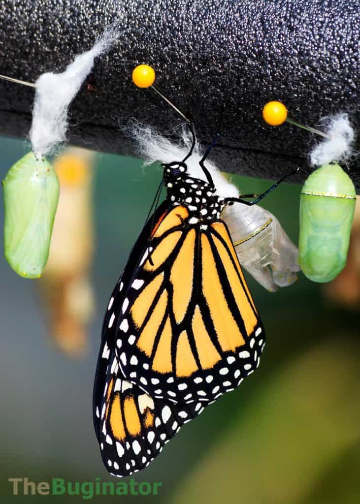 raising monarch butterflies kit