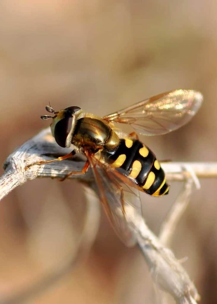 black and yellow hoverfly