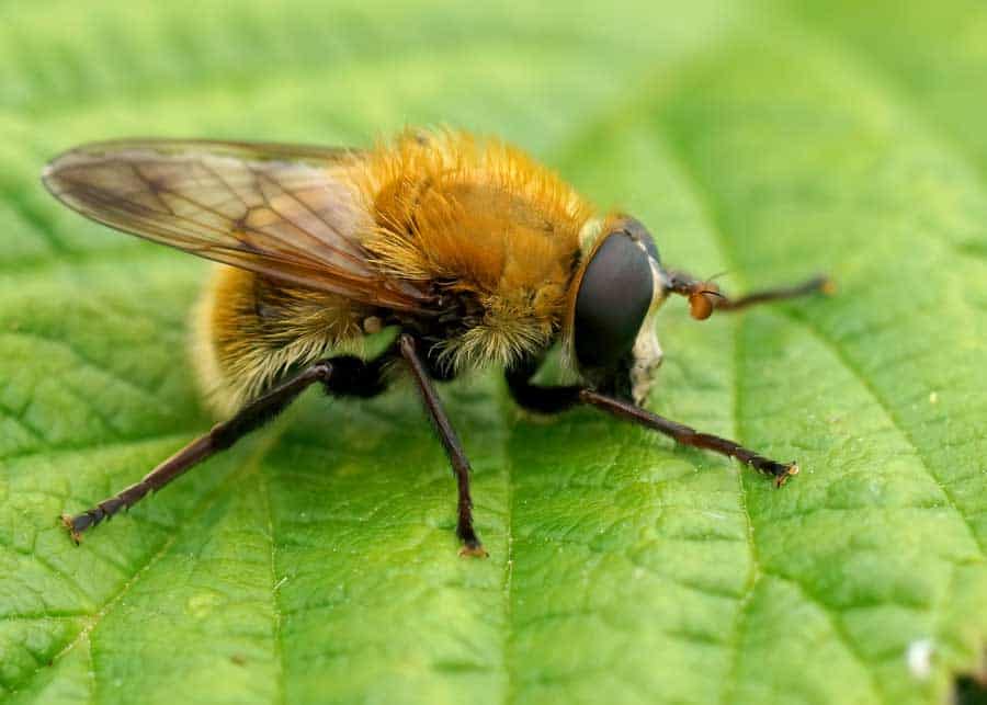 hairy syrphid fly