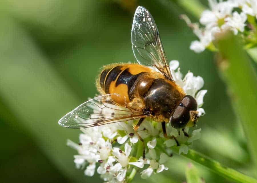 syrphid fly on flower