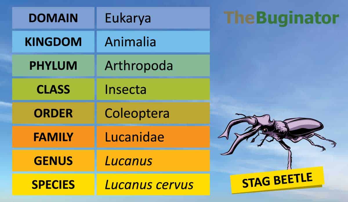 taxonomy of insects animals