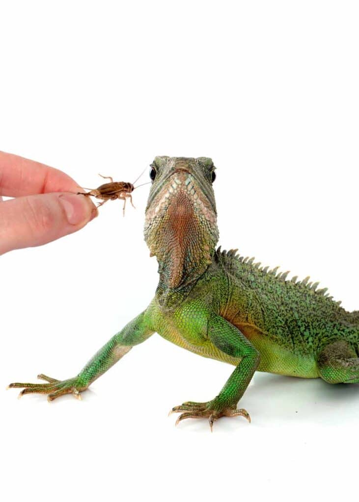 lizards eat crickets