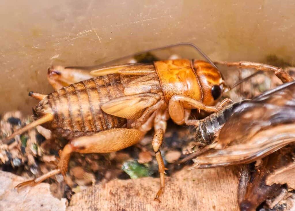 what animals eat crickets